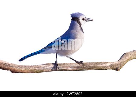 Ein blauer jay steht stolz auf einem Zweig, isoliert auf weißem Hintergrund Stockfoto