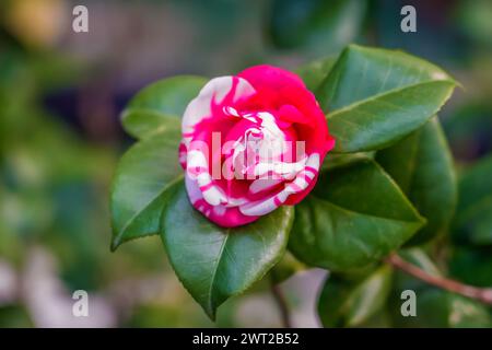 Sehen Sie in einem japanischen Garten leuchtende rosa und weiß gesprenkelte Kamelienblüten auf einem grünen Busch. Stockfoto