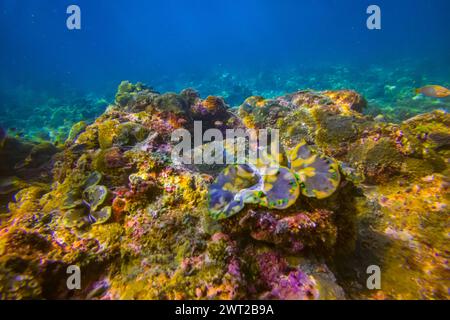 Viele braune bunte Tridacna-Muscheln und Seeigel auf dem Korallenriff unter Wasser tropische exotische Welt Stockfoto