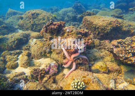 Die rosa Seastar Linkia laevigata schmiegt sich an ein vielfältiges Korallenriff. Stockfoto