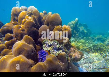 Viele blau-braune bunte Tridacna-Muscheln mit wunderschönen Blütenblättern und Seeigeln auf dem Korallenriff unter Wasser tropische exotische Welt Stockfoto