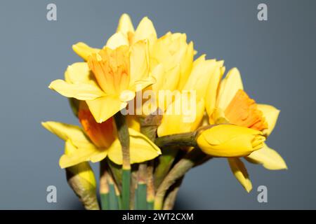 Narzissen, gelber Blumenstrauß auf grauem Hintergrund. Freier Speicherplatz. Stockfoto