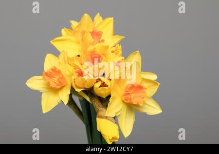 Narzissen, gelber Blumenstrauß auf grauem Hintergrund. Freier Speicherplatz. Stockfoto