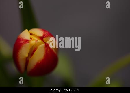 Makro- oder Nahaufnahme-Foto einer einzelnen Tulpenblüte in der Blüte der Knospenphase orange und rot mit Kopierraum Stockfoto