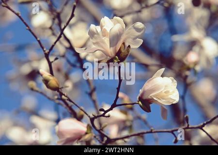 Sternmagnolie, blühende Pflanze, Details der Blüten, Magnolia stellata, Magnoliaceae Stockfoto