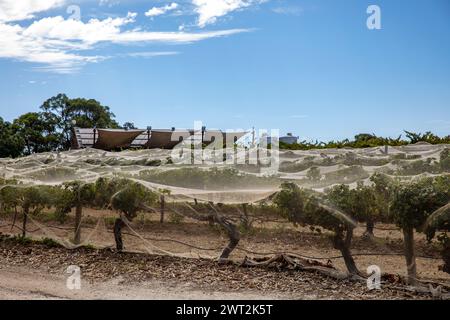 Weinreben mit Netz, um Vögel zu verhindern, die Trauben essen, David Franz Weinberg im Barossa Valley, South Australia, 2024 Stockfoto