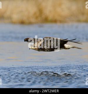 Bussard / Bussard ( Buteo buteo ) im Flug, Jagd, Fliegen nahe über der Wasseroberfläche eines Sumpfes, Tierwelt, Europa. Stockfoto