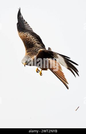 Nach erfolgloser Jagd... Rotmilan Milvus milvus , oder auch Gabelweihe, sehr schöner heimischer Greifvogel, zählt zu den Weihen, Vogel des Jahres 2000 im Flug, Blick in die Kamera, heimische Vogelwelt, Tierwelt, Natur *** schöner Greifvogel... Roter Kite Milvus milvus im Flug, fliegen, beobachten, sehr detaillierte und klare Aufnahme, Tierwelt, Europa Mecklenburg-Vorpommern Deutschland, Europa Stockfoto