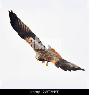 Spektakulärer Flieger... Rotmilan Milvus milvus , sicher einer der schönsten heimischen Greifvögel, überall bedrohte, gefährdete Art, blickt in die Kamera, heimische Vogelwelt, Tierwelt, Natur *** Roter Drache Milvus milvus , schönster Raubvogel, im spektakulären Flug, Tierwelt, Europa. Mecklenburg-Vorpommern Deutschland, Europa Stockfoto