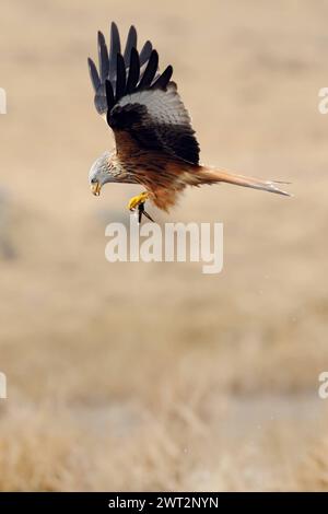 Beuteflug... Rotmilan Milvus milvus , Mailand, Gabelweihe, Königsweihe im Flug mit Beute in den Fängen, heimische Vogelwelt, Tierwelt, Natur *** erfolgreiche Jagd... Roter Drache Milvus milvus im Flug, fliegt mit Beute in den Klauen, Wildtiere, Europa. Mecklenburg-Vorpommern Deutschland, Europa Stockfoto