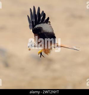 Beuteflug... Rotmilan Milvus milvus , Mailand, Gabelweihe, Königsweihe im Flug mit Beute in den Fängen, heimische Vogelwelt, Tierwelt, Natur *** erfolgreiche Jagd... Roter Drache Milvus milvus im Flug, fliegt mit Beute in den Klauen, Wildtiere, Europa. Mecklenburg-Vorpommern Deutschland, Europa Stockfoto