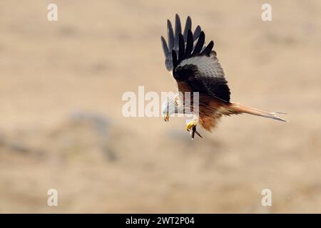 Beuteflug... Rotmilan Milvus milvus , Mailand, Gabelweihe, Königsweihe im Flug mit Beute in den Fängen, heimische Vogelwelt, Tierwelt, Natur *** erfolgreiche Jagd... Roter Drache Milvus milvus im Flug, fliegt mit Beute in den Klauen, Wildtiere, Europa. Mecklenburg-Vorpommern Deutschland, Europa Stockfoto