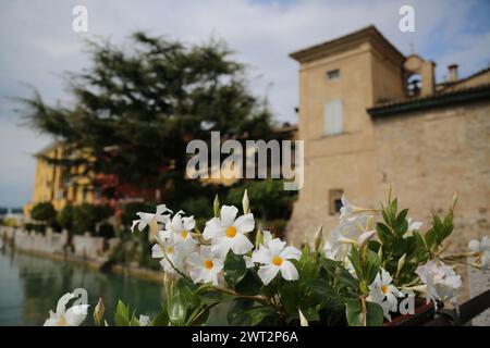 Blumen zieren den Gardasee, Italien Stockfoto