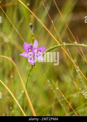 Die zarte lila Iris der Familie Morea wächst zwischen den langen Gräsern der Drakensberge, bedeckt mit Wassertropfen. Stockfoto