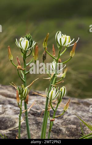 Zarte weiße Drakensberg-Wildblumen Stockfoto