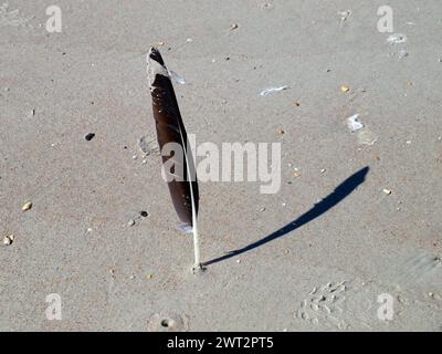 Wildvogelfedern auf Sand im Einsatz als Sonnenuhr. Stockfoto