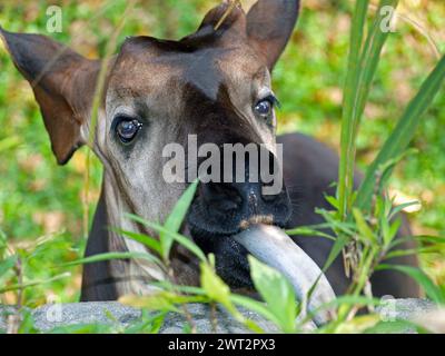 Okapi (Okapia johnstoni) isst frisches Gras. Dieses Tier ist auch bekannt als Waldgiraffe, kongolesische Giraffe und Zebragiraffe. Stockfoto
