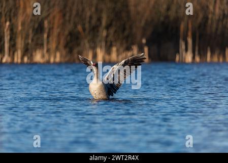 Graugans, die mit Flügeln auf einem wilden See mit blauem Wasser in einem Sonnenuntergangslicht flattern Stockfoto