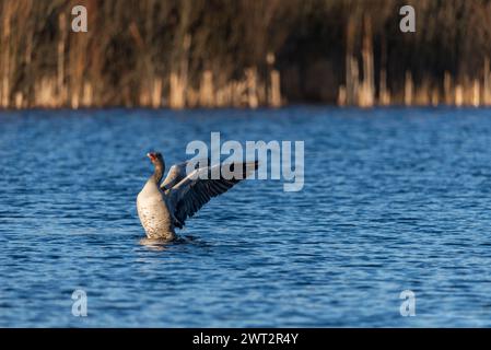 Graugans, die mit Flügeln auf einem wilden See mit blauem Wasser in einem Sonnenuntergangslicht flattern Stockfoto