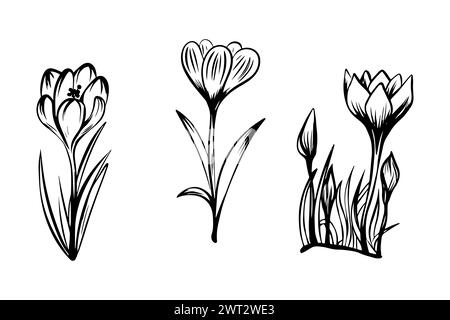 Set von Krokussen im Skizzenstil, handgezeichnet isoliert auf weißem Hintergrund. Stock Vektor