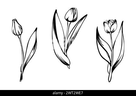 Satz Tulpen im Skizzenstil, handgezeichnet isoliert auf weißem Hintergrund. Stock Vektor