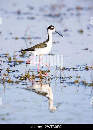 Schwarzhals Stelzenläufer Stockfoto