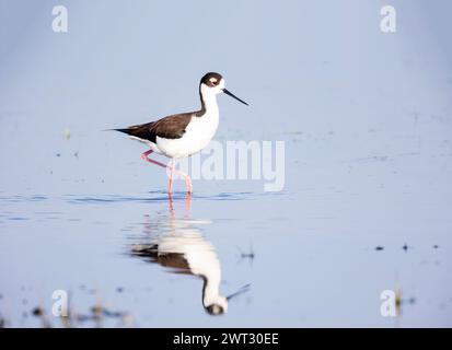 Schwarzhals Stelzenläufer Stockfoto