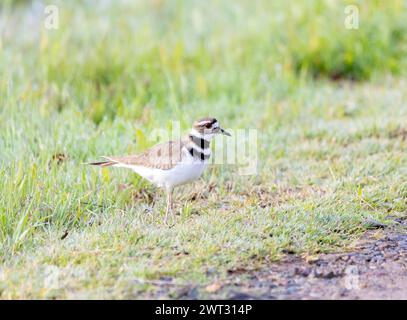 Killdeer Stockfoto