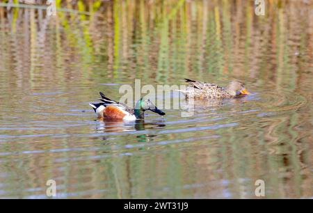 Nördlichen Löffelente männlich Stockfoto