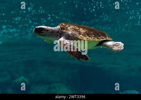 Nahaufnahme der Meeresschildkröte im Meeresaquarium. Stockfoto