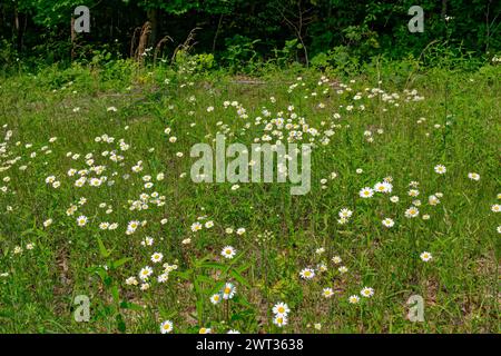 Feld mit hohem blühendem weiß mit gelben Mittelgänzchen, die zwischen der anderen wilden Vegetation wachsen und sich ausbreiten, mit einem Wald im Hintergrund auf a s Stockfoto