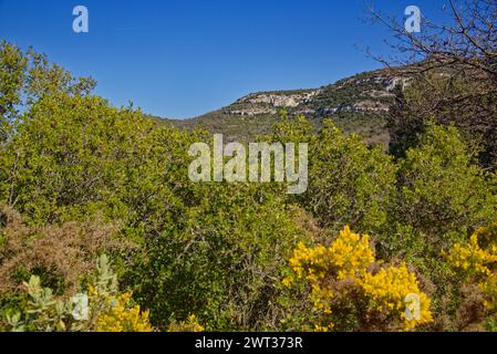 Le parc de pichauris à Allauch dans les bouches du rhone avec vue sur la montagne sainte victoire Stockfoto