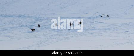 Rehherde, die auf der schneebedeckten Wiese in der Schweiz ausruhen und essen Stockfoto