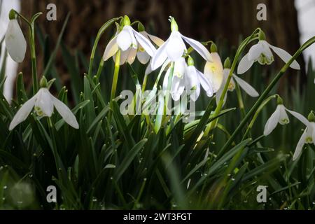 Ein Klumpen frühlingsblühender Schneeglöckchen, Galanthus, Galanthus nivalis, mit einem Walnussbaumstamm im Hintergrund Stockfoto