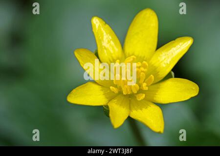 Wildkräuter in der Landschaft die gelben Blüten vom Scharbockskraut, auch Feigwurz genannt, im milden Frühling *** Wilde Kräuter in der Landschaft die gelben Blüten der kleinen Himmelskraut, auch bekannt als Kuhpastete, im milden Frühling Stockfoto