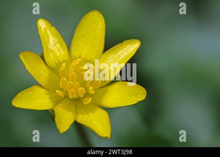 Wildkräuter in der Landschaft die gelben Blüten vom Scharbockskraut, auch Feigwurz genannt, im milden Frühling *** Wilde Kräuter in der Landschaft die gelben Blüten der kleinen Himmelskraut, auch bekannt als Kuhpastete, im milden Frühling Stockfoto