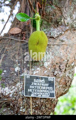 Sri Lanka, Kandy, Royal Botanic Gardens, Jackfruit, Artocarpus heterophyllus Stockfoto