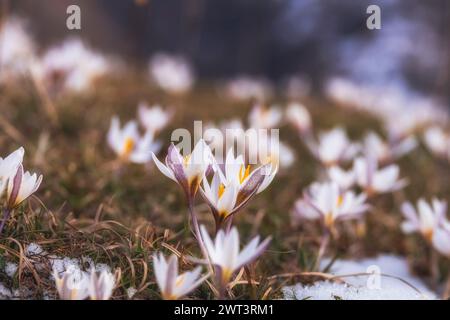 Die ersten Frühlingsblumen, Schneeglöckchen Alatau Safran eine ganze Wiese mit weißen Blüten an einem sonnigen Tag Stockfoto