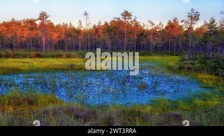 Sommerlandschaft mit Sumpfmoor und See bei Sonnenuntergang im Sommer Stockfoto