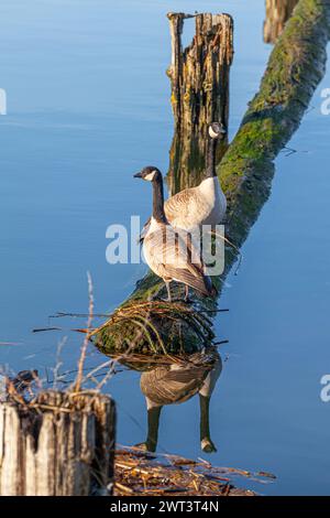 Ein Paar Kanadiengänse, die auf einem Treibholz in Steveston, British Columbia, Kanada stehen Stockfoto