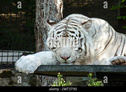 Entspannter weißer Tiger liegt auf einem rustikalen Tisch in hellem, natürlichem Licht Stockfoto