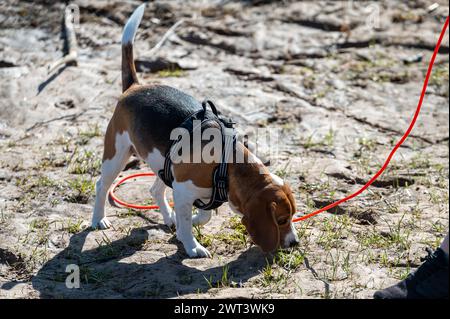 Beagle-Hund an der Leine auf einem Spaziergang im Park. Selektiver Fokus. Stockfoto