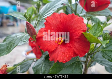 Detail der wunderschönen Hibiscis rosa-sinensis Blume, nach einer Dusche. Leuchtend rote Blüten und kontrastierender gelber Anther machen diese Pflanze zu einem Blickfang Stockfoto