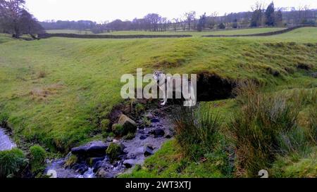 Tamaskan Dog in Lothersdale, North Yorkshire, Großbritannien Stockfoto