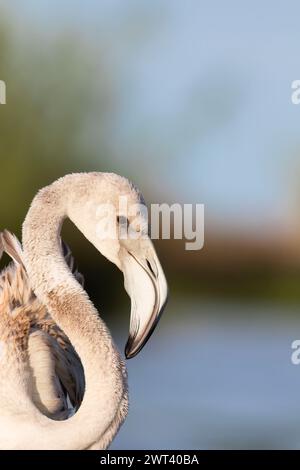 Junger Flamingo (Phoenicopterus roseus) mit weißem Gefieder, der während der Wanderung entlang eines Flusses ruht. Stockfoto