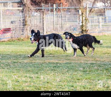 Zwei schwarze Hunde spielen auf Gras in umzäuntem Bereich mit Bäumen im Hintergrund Stockfoto