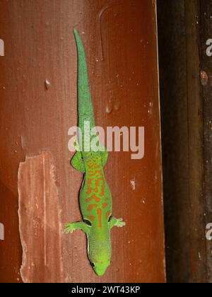 Pfauengecko, Phelsuma quadriocellata ssp. Quadriocellata, Ranomafana, Madagaskar Stockfoto