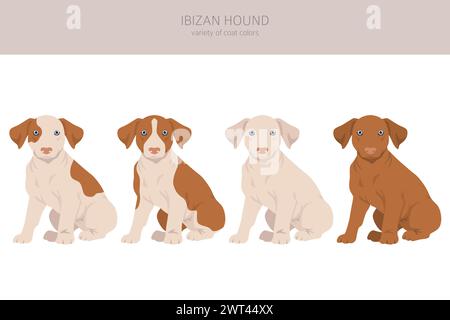 Ibizan Hündchen Clipart. Verschiedene Posen, Fellfarben gesetzt. Vektorabbildung Stock Vektor