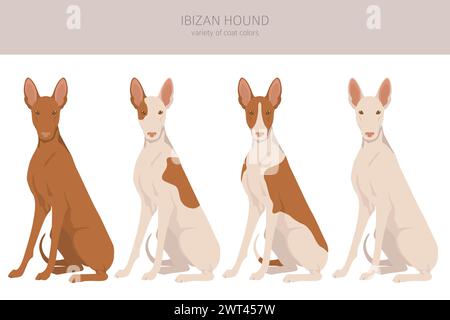 IbizanischenJagdhund Cliparts. Verschiedene Posen, Fellfarben eingestellt. Vektorgrafik Stock Vektor