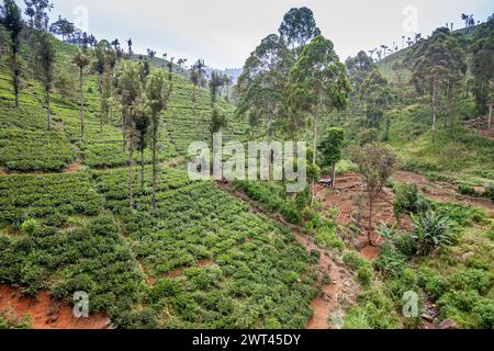 Sri Lanka, die Eisenbahnerfahrung von Ella nach Haputale Stockfoto